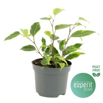 Ficus Regidan