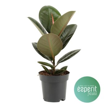 Ficus Robusta
