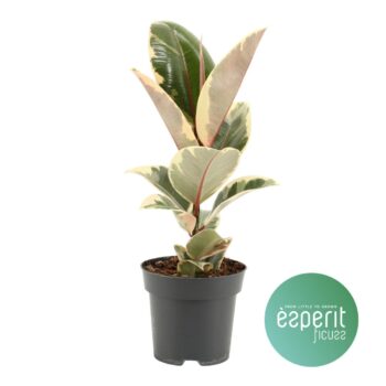 Ficus Tineke