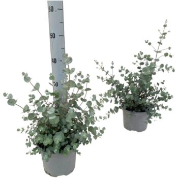 Eucalyptus Gunnii