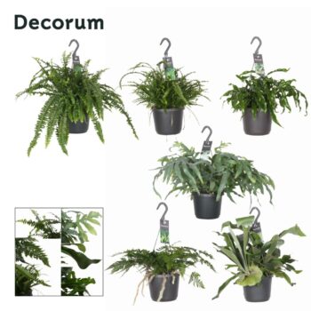 Fern mix
