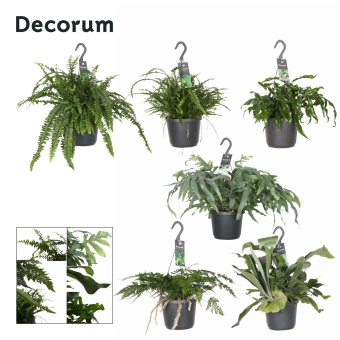 Fern mix