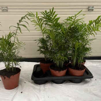 Chamaedorea Elegans