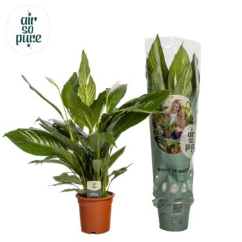 Spathiphyllum Sweet Lauretta
