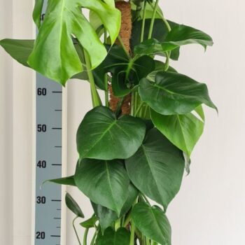 Monstera Deliciosa