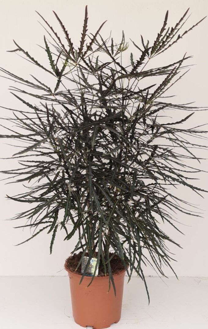 Dizygotheca Elegantissima