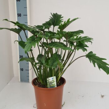 Philodendron Xanadu