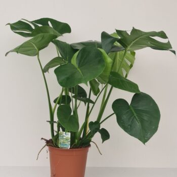 Monstera Deliciosa