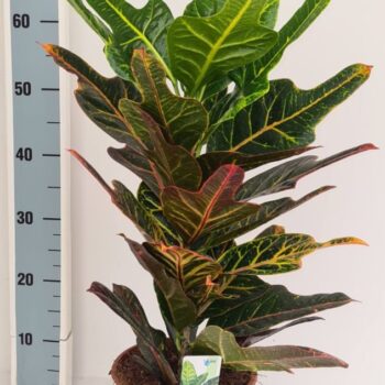 Codiaeum Excellent
