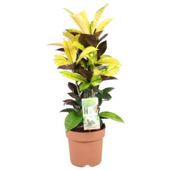 Codiaeum Mrs Iceton