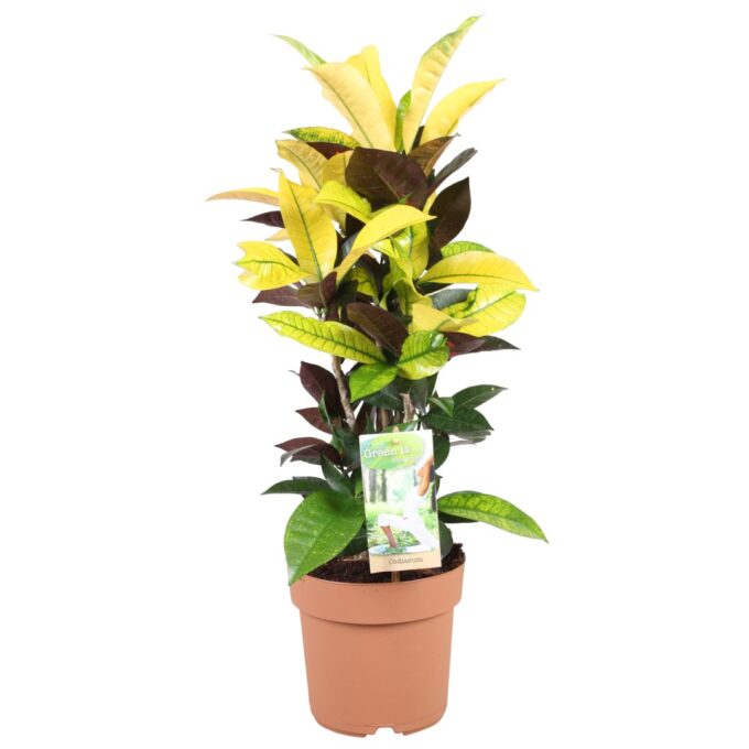 Codiaeum Mrs Iceton