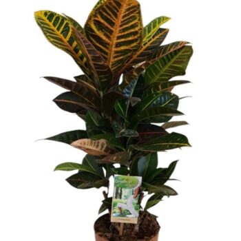 Codiaeum Petra