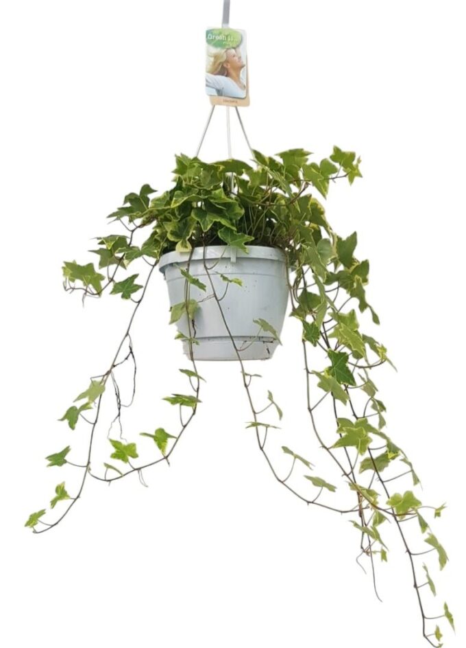 Hedera helix geelbont - hangpot wit / basic