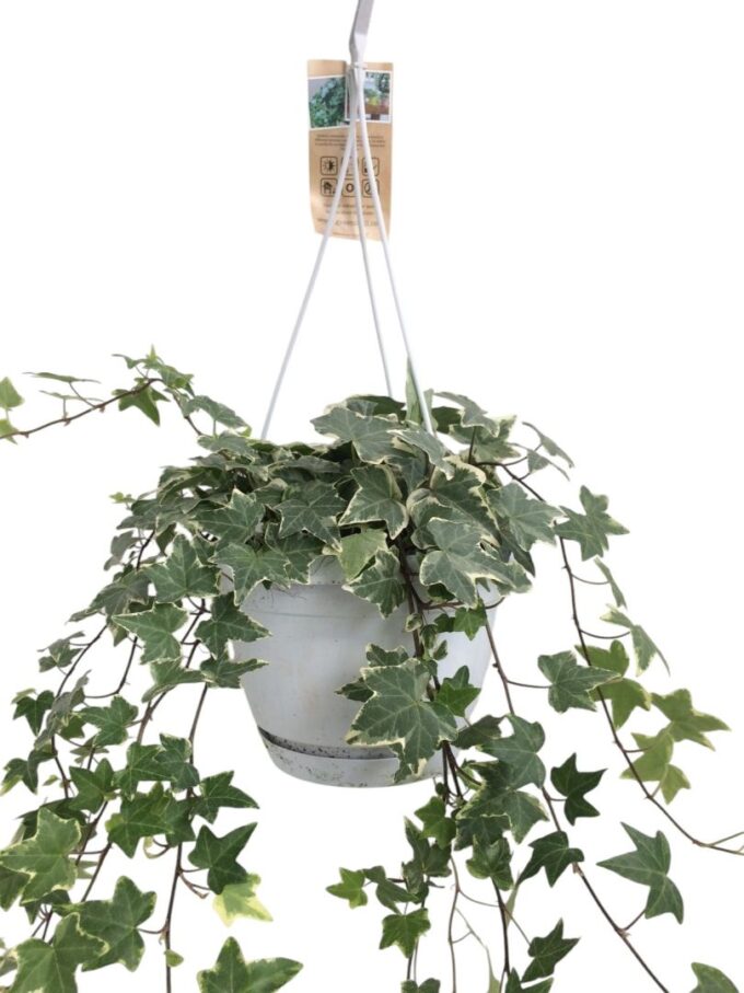 Hedera helix witbont - hangpot wit / basic