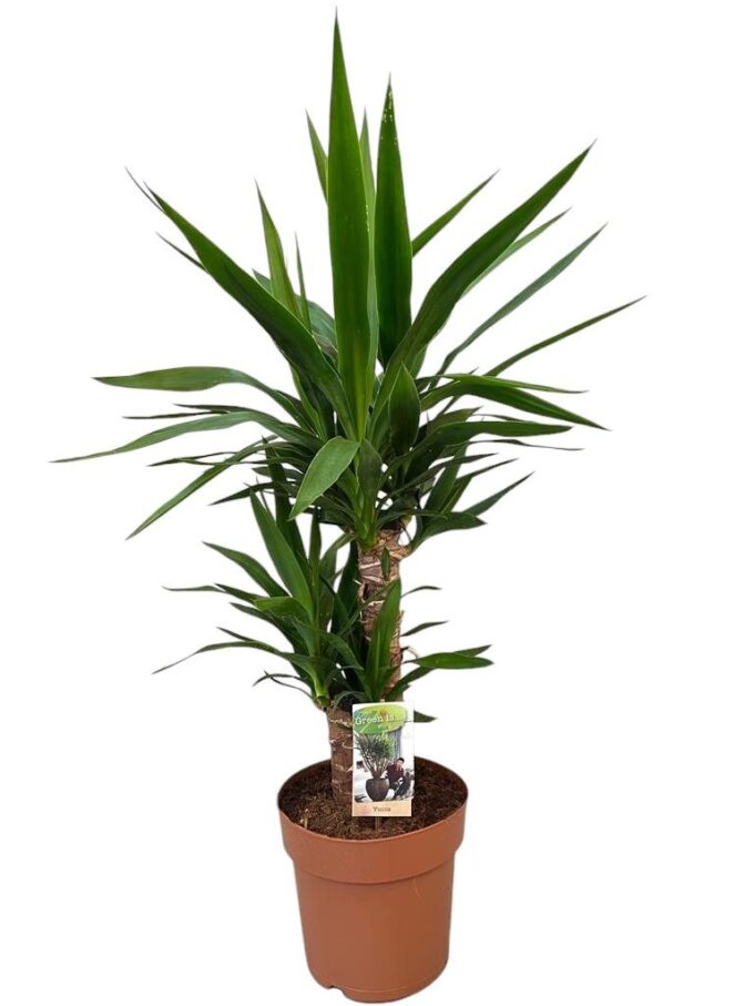 Yucca 45-20 2+ kop (p21)