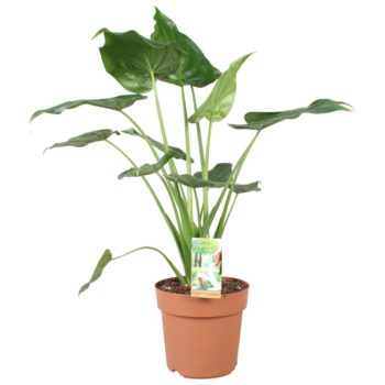 Alocasia Cucullata - hoogte 80-85 cm.