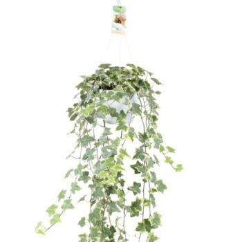 Hedera helix Gold Child - hang/XXL