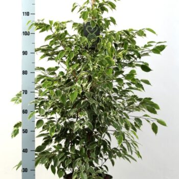 Ficus benjamina Golden King
