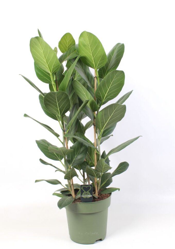 Ficus Audrey