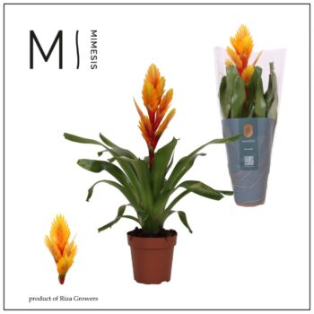 Mimesis Vriesea Intenso Orange Flame - 12 cm