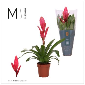 Mimesis Vriesea Intenso Pink - 12 cm