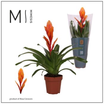 Mimesis Vriesea Intenso Orange - 12 cm
