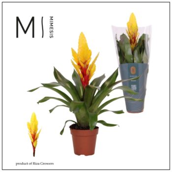 Mimesis Vriesea Intenso Yellow - 12 cm