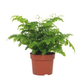 Adiantum Fritz-Luthi 12cm