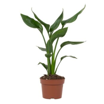 Strelitzia reginae 2 stek