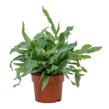Phlebodium Blue Star 12cm