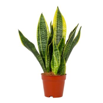 Sansevieria trifasciata 'Futura Superba' 2 p.p.