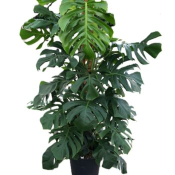 Monstera Deliciosa