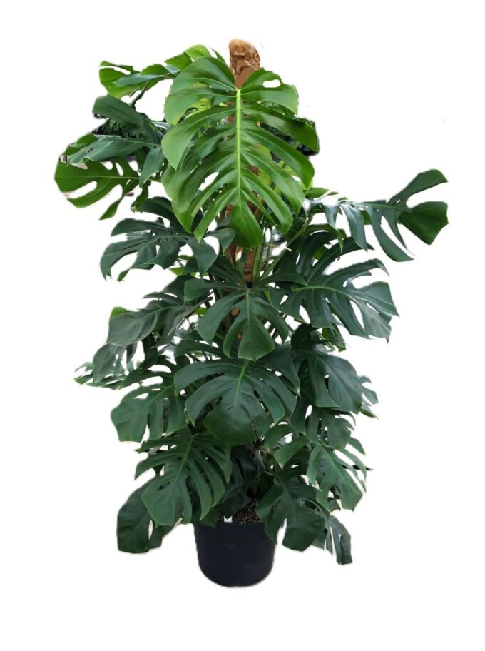 Monstera Deliciosa