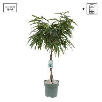 Ficus Mahori