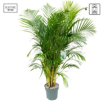 Dypsis Lutescens