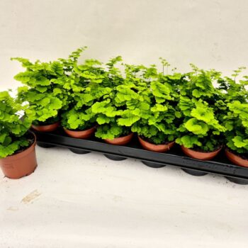 Adiantum Monocolor