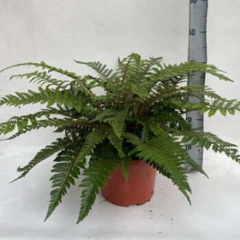 Athyrium Spicatum