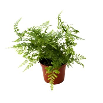 Davallia Fijensis