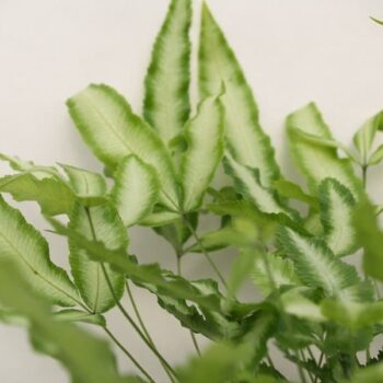Pteris Cretica Albolineata