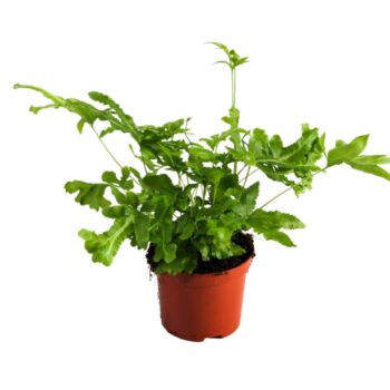 Pteris Cretica Mayi