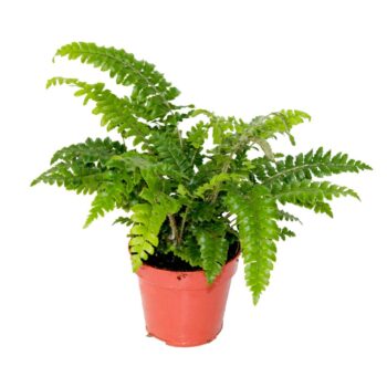 Polystichum Polyblepharum