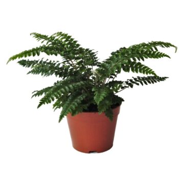 Polystichum Polyblepharum