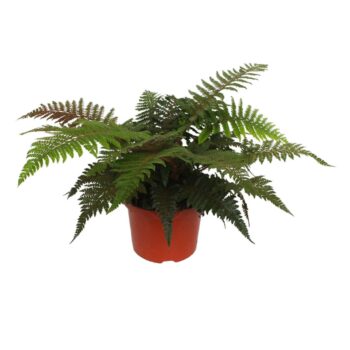 Polystichum Polyblepharum