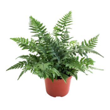 Polystichum Tsus-Simense