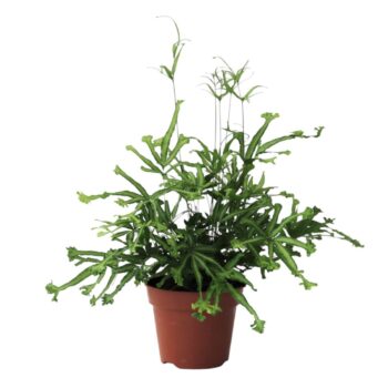 Pteris Cretica Mayi