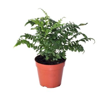 Polypodium Vulgare