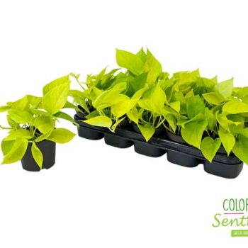 Epipremnum pinnatum Golden Pothos