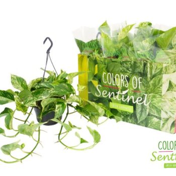 Epipremnum Pinnatum Marble Queen - Hangpot
