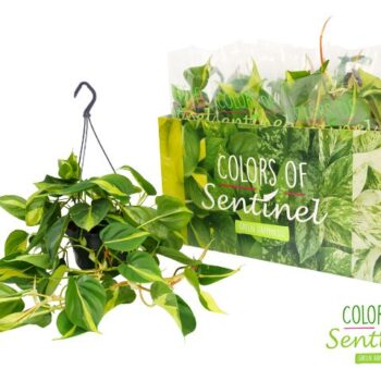Philodendron Scandens 'Brasil' - Hangpot