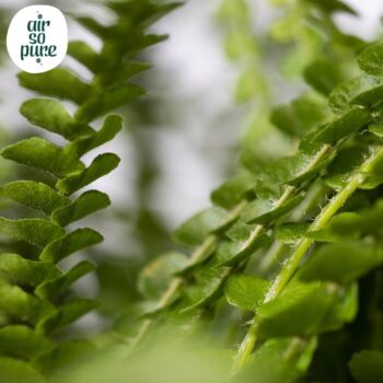 Nephrolepis Duffii